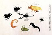 Koombang Kerbo, Bielalan Dawon, Kala Jinking, Koombang Padang, Hippocampus, from 'Drawings of Animals, Insects and Reptiles from Malacca', c.1805-18 - Chinese School