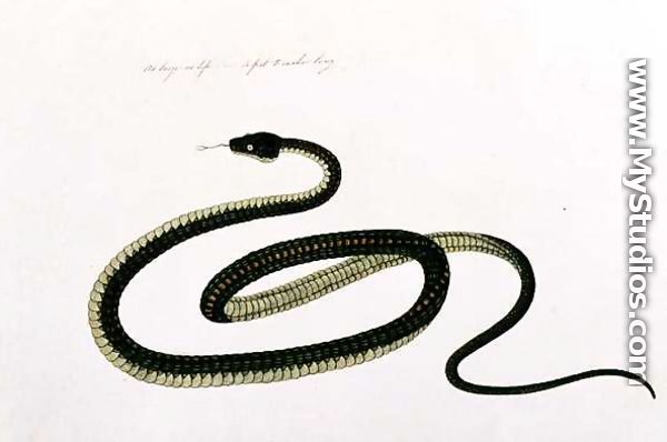 Snake, from 