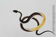 Snake, from 'Drawings of Animals, Insects and Reptiles from Malacca', 1805-18 - Chinese School