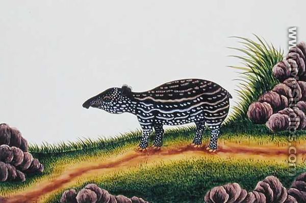 Young Tapir of Malacca, from 