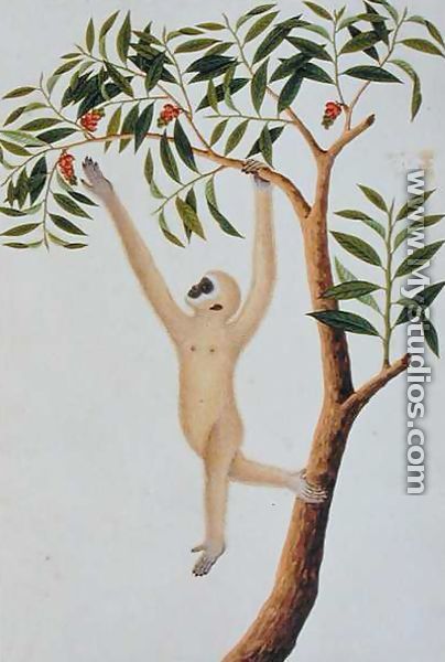 White Long Armed Ape, Ongka Pootre, from 