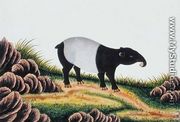 Tapir of Malacca, from 'Drawings of Animals, Insects and Reptiles from Malacca', c.1805-18 - Chinese School