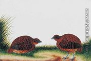 Boorong Beitam, from 'Drawings of Birds from Malacca', c.1805-18 - Chinese School