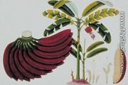 Red Plantain, Pisang oodang, from 'Drawings of Plants from Malacca', c.1805-18 - Chinese School