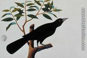 Black bird, from 'Drawings of Birds from Malacca', c.1805-18 (2) - Chinese School