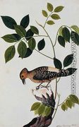 Boorong Klato, from 'Drawings of Birds from Malacca', c.1805-18 - Chinese School