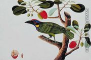 Exotic Bird, from 'Drawings of Birds from Malacca', c.1805-18 - Chinese School