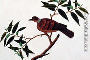 Turtle Dove, Tookoo-Kore, from 'Drawings of Birds from Malacca', c.1805-18 - Chinese School