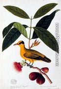 Boorong koonjiet koonjiet, Jambo Flore mera, from 'Drawings of Birds from Malacca', c.1805-18 - Chinese School