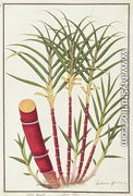Sugar Cane, Teboo Gagak, from 'Drawings of Plants from Malacca', c.1805-18 - Chinese School