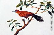 Exotic Bird, from 'Drawings of Birds from Malacca', c.1805-18 2 - Chinese School