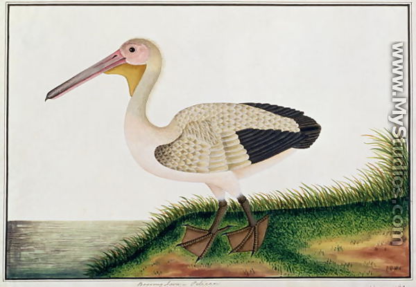 Pelican, Boorong Java, from 
