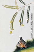 Quails, Booah Malacca, Boorong Poo-eeoh, from 'Drawings of Birds from Malacca', c.1805-18 - Chinese School