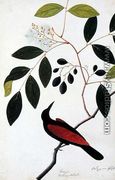 Kranjie, Boorong Seliah, from 'Drawings of Birds from Malacca', c.1805-18 - Chinese School