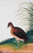 Exotic Bird, from 'Drawings of Birds from Malacca', c.1805-18 (6) - Chinese School