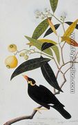 The Miena, Jamboo ai-ere Mawar Boorong Teong and Gracila Religiosa, from 'Drawings of Birds from Malacca', c.1805-18 - Chinese School