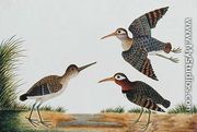 Great Snipe, Boorong Berbie, from 'Drawings of Birds from Malacca', c.1805-18 - Chinese School