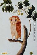 Owl, Boorong antoo, from 'Drawings of Birds from Malacca', c.1805-18 - Chinese School