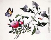 Flower Study and Insects (2) - Chinese School