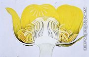 Drawing 8/2 Nuphar luteum (Yellow Waterlily) 1906 - Arthur Henry Church