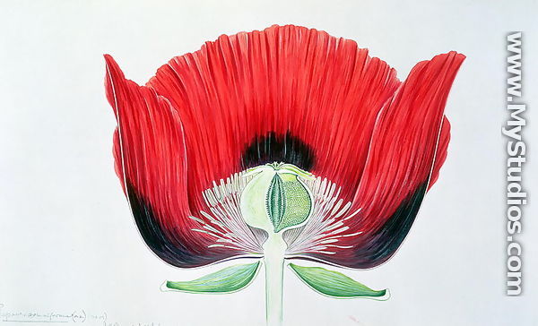 Papaver somniferum (Opium Poppy) 1905 - Arthur Henry Church
