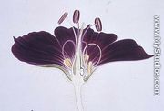 Drawing 38/6 Geranium phaeum, 1909 - Arthur Henry Church