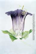 Drawing 110/1 Cobaea scandens (Cup and Saucer Vine) 1909 - Arthur Henry Church