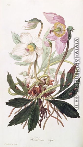 Christmas Rose: from 