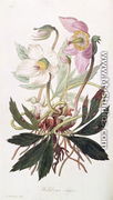 Christmas Rose: from 'Medical Botany', 1827 - William Clark