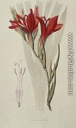 Gladiolus: (Red) from `Flora Conspicua', 1825 - William Clark