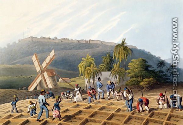 Slaves Planting Cane Cuttings, from 