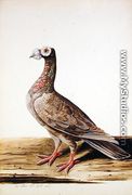 A Woodgrouse, Hen, 1741 - Charles Collins