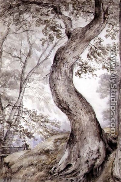 Tree at Helmingham, c.1800 - John Constable
