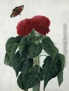 Celosia Argentea Cristata and Butterfly - Matilda Conyers