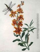 Erysium Cheiri with Dragonfly and Caterpillar - Matilda Conyers