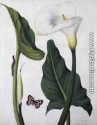 Calla Aethiopica with Butterfly and Caterpillar - Matilda Conyers