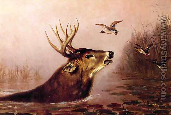 Deer in Marsh - Arthur Fitzwilliam Tait