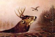 Deer in Marsh - Arthur Fitzwilliam Tait