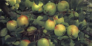Green Apples - Joseph Decker