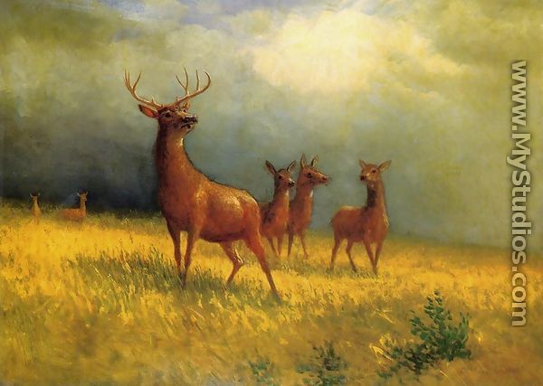 Deer in a Field - Albert Bierstadt