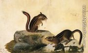 Two Ground Squirrels - John James Audubon