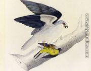 White-tailed Kite - John James Audubon