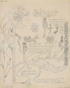 Cornflower, II sketchbook Flowers - Stanislaw Wyspianski