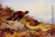 Red Grouse On The Moor - Archibald Thorburn