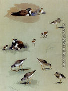 Study of sandpipers, cream-coloured coursers and other birds - Archibald Thorburn