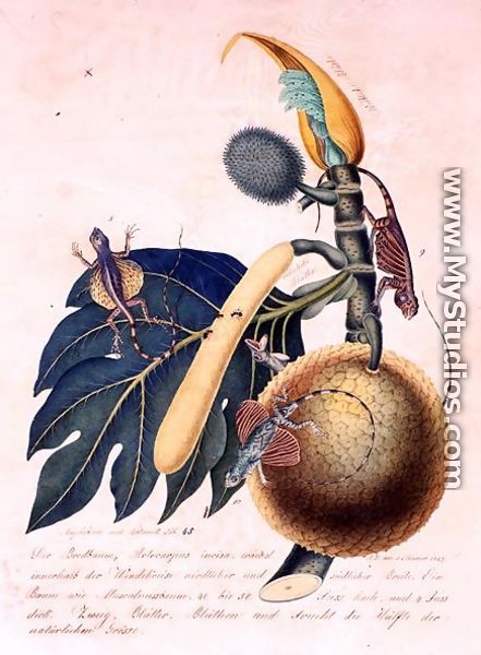 Der Broadbaum..., 1847 - Aloys Zotl