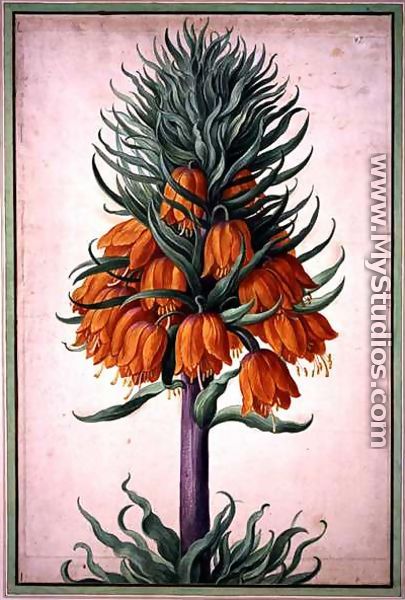 Fritillaria imperialis (crown imperial) plate 25 from the Nassau Florilegium - Johann Jakob Walther