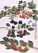 Gooseberries, Cherries and Redcurrants, 1661 - Johann Jakob Walther