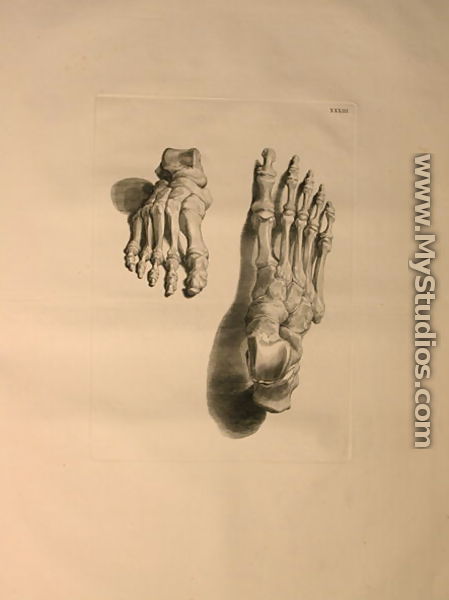 Albinus II, Tab. XXXIII: Skeleton of a Foot, illustration from 