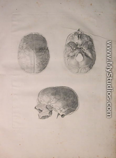 Albinus II, Tab. III, Cranial bone, illustration from 